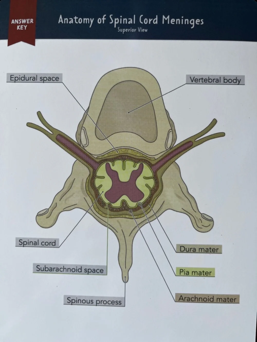 Nurse In The Making Anatomy Label Lab‎ Workbook Spiral Bound Laminated NEW
